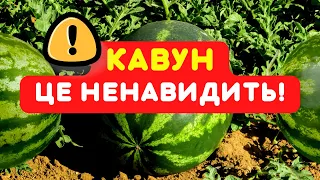 Про це НЕ НАПИШУТЬ! Усі секрети кавунів та мої сорта! Кавун дасть величезний врожай