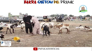 | Bakra Qiston Pe Prank | By Nadir Ali And Rizwan In | P4 Pakao | 2018