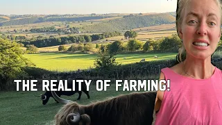 THE REALITY OF FARMING! LIVESTOCK TO GO + WOOL PRICES