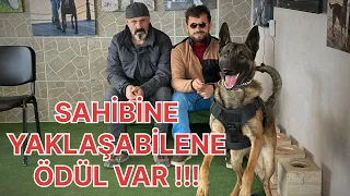 KORUMA EĞİTİMİNE GELEN BELÇİKA KURDU NASIL OLUR ⁉️ #belçikakurdu #eyüpdoğan #doberman #eydog