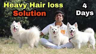 Best solution for Heavy hair loss in dogs || Any breed 🔥