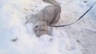 Кот впервые увидел снег! Cat's first meeting with snow!