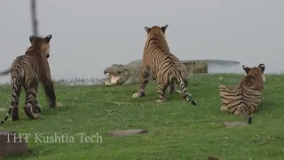 Tiger Attack Crocodile