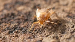 Grillons myrmecophiles chez les fourmis granivores