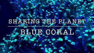 Sharing the Planet: Blue Coral