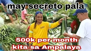 Paano kumita ng million sa ampalaya | bitter gourd farming #farm #ampalaya #bittergourd #bbm