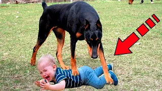 The mother left the child alone with the dog. When she returned, she was horrified!