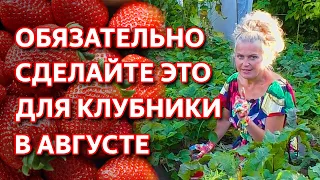 Уход за клубникой в августе. Не забудьте сделать это на клубнике в августе для будущего урожая!