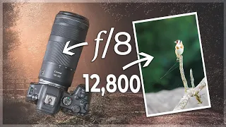 Bird Photography with the Canon RF 100-400mm is lens (review)