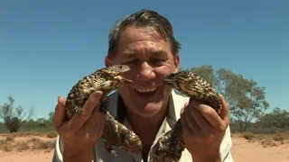 Wild Boars of the Australian Outback - The Wildlife Man TV-Series