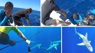 Плавание с акулами на Гавайях.  Поломка машины. США, swim with Shark, Hawaii, US, America