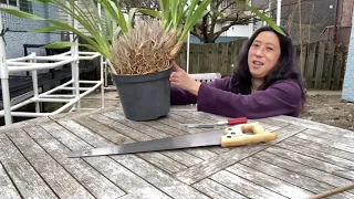 Dividing a very large Cymbidium orchid