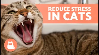 How to RELAX a STRESSED CAT 🐱 Keep Your Kitty Calm