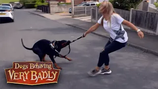 Can Graeme regain control of this Delinquent Doberman  | Dogs Behaving Very Badly