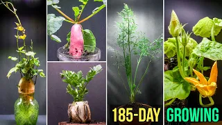 Growing Plants Time Lapse Compilation - 185 Days