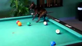 Billiard Dog