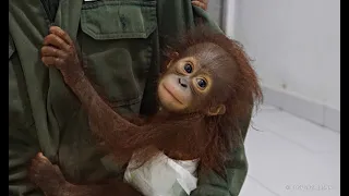 Meet Baby Orangutan Galaksi