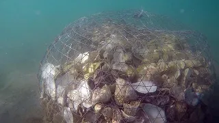 Rewilding the sea: Dubai's oyster reef restoration