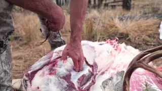 EatWild - Skinning and Boning Out a Deer - How to Backpack an Animal Out from the Field