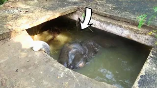 Humanity | Elephant stuck in an irrigation tank given a chance to live again by sympathetic people