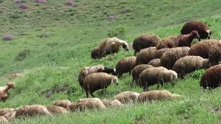 Sheep and goats in Armenia #sheep, #goats, #Armenia