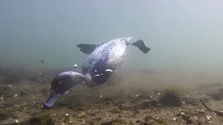 Tufted Duck, Mallard & Swan Underwater