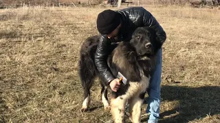 როგორ ხდება ქართული ნაგაზის მოვლა ყოველდღიურად / rogor xdeba qartuli nagazis movla yoveldgiurad