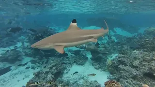 Incredible Footage of Sharks Leaping Out the Water and inside the water.