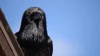 Raven Knocking