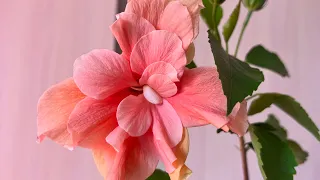Гибискус персиковый Результат моего ухода,Цветения