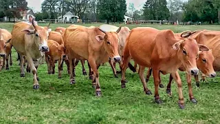 Suara sapi lembu berkeliaran di ladang memanggil kawan untuk pulang ke kandang - Bunyi sapi Lembu