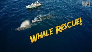 Humpback Whale Rescue! | JONATHAN BIRD'S BLUE WORLD