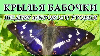 КРЫЛЬЯ БАБОЧКИ - Шедевр мирового уровня