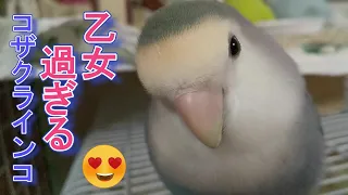 お迎えの日からすでに乙女だったコザクラインコがこちらです✨クウの可愛い表情特集❣Maiden lovebird.