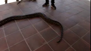 Giant tiger python at Lombok Elephant Park