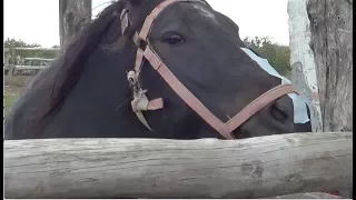 Простой способ успокоить лошадь перед расчисткой копыт.
