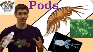 Copepods and Rotifers Info- Does your Tank Need Them?