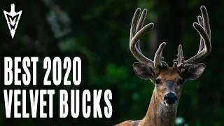 Best Velvet Bucks, Setting The Stage | Midwest Whitetail