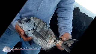 Pesca de Sargos José Silva com César Garrido e António Pinheiro, em São Miguel Açores HD