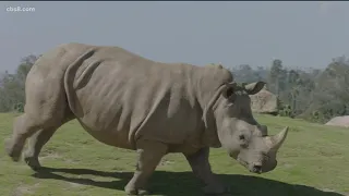 Celebrating World Wildlife Day with the San Diego Zoo Safari Park