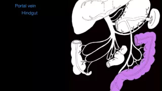 Hepatic portal system