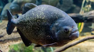 Piranhas — Not Nearly As Vicious As Pop Culture Suggests