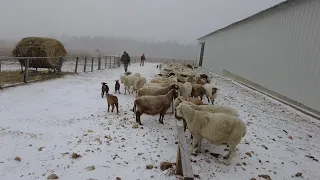 Caring for sheep in cold weather