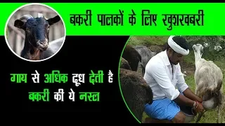 गाय से अधिक दूध देती है बकरी की ये नस्ल.. // Goat Farming // Krishi Jagran