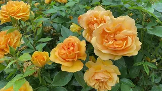 Vlog 128 - Какие Английские розы посадить, шокирующие новости о  коронной прививке, ботанический сад