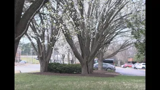 The three reasons you should chop down your Bradford Pear trees