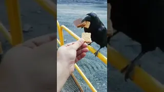 Дружище хочет кушать,наглый ворон,Buddy wants to eat, impudent raven