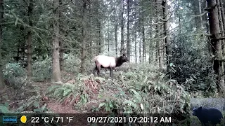 Big Bull Elk Grazing in Front of Our Trail Camera