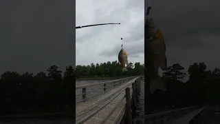 Got one!  #fishing #pierfishing #dockfishing #motofishing #bluegill #panfish #louisianafishing