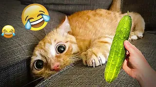 CLASSIC Dog and Cat Videos😁1 HOURS of FUNNY Clips😻